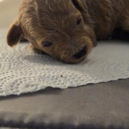 Mason - Red  male Poodle puppy in Lucedale, Mississippi from Simply Poodle