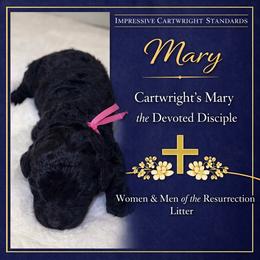Cartwright's Mary of the Resurrection - Black female Poodle puppy in Albany, Kentucky from Impressive Cartwright Standards