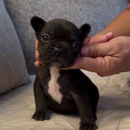 Bruce - Black male French Bulldog puppy in Bolingbrook, Illinois from Flores Frenchies