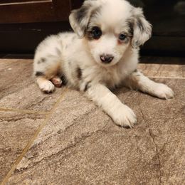 Aurora - Blue merle Miniature Australian Shepherd puppy in Trenton, Tennessee from Lauren's Little Aussies