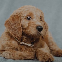 Goldendoodle Puppies from Abner Creek Doodles