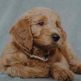 Goldendoodle Puppies from Abner Creek Doodles