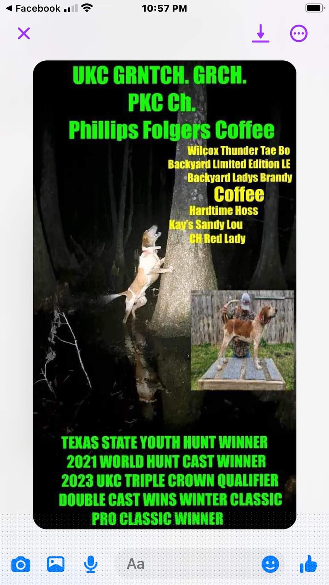 Coffee - American English Coonhound