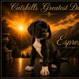Espresso - Black and white female Great Dane puppy in Liberty, New York from Catskills Greatest Danes