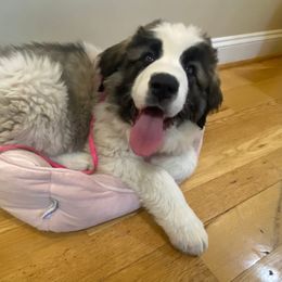 Pyrenean Mastiff All Grown Up from Bella Dulce