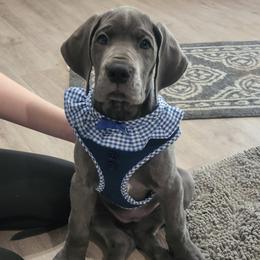 Great Dane Puppies from Lazy A Danes