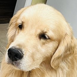 Gabe - Golden Retriever