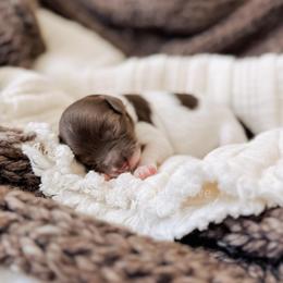 Marshmallow - Chocolate female Goldendoodle puppy in Syracuse, Indiana from The Doodle Cove