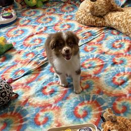 Akari - Red tri-color female Miniature American Shepherd puppy in Garysburg, North Carolina from Schaefer's Miniature American Shepherds