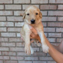 Black - Apricot male Goldendoodle puppy in Prattville, Alabama from Jericho Junction Doodles and Poodles