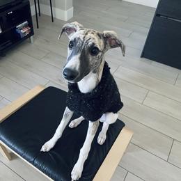 Whippet Puppies from Smithfield Park