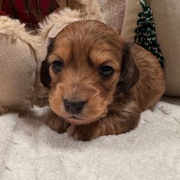 Annie - Dapple female Dachshund puppy in Sumrall, Mississippi from Huckleberry Tails