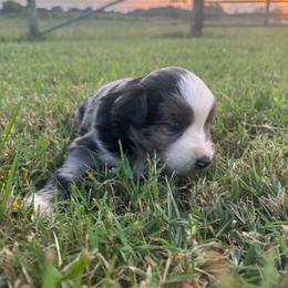 Pooh - Blue merle male Miniature Australian Shepherd puppy in Smiths Grove, Kentucky from Kyn's Kennel