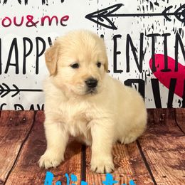 Winter (Aqua Blue Collar) - Golden Retriever puppy from River City Golden Retrievers