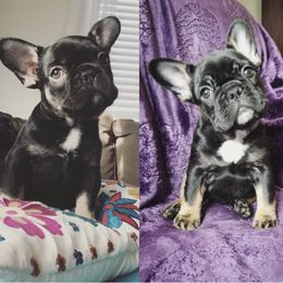 French Bulldog Puppies from French Vanilla Frenchies