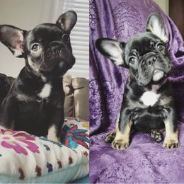 French Bulldog Puppies from French Vanilla Frenchies
