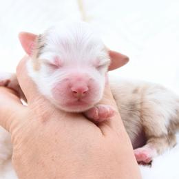 Final Say - Red merle male Toy Australian Shepherd puppy in Chickasha, Oklahoma from Rustic Lace