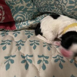 Shihpoo and Shih Tzu Puppies from Bluegrass Shih Tzus