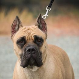 Misty - Cane Corso