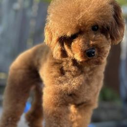 Copper - Poodle