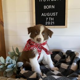 Australian Shepherd Puppies from Ozark Mountain Aussies