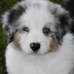 Jesse - Blue merle male Australian Shepherd puppy in Easton, Missouri from MMA Kennel