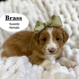 Brass - Red female Bernedoodle puppy in Jackson, Mississippi from T.M. Poodles & Doodles