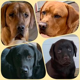 Labrador Retriever Puppies from Lynn’s English Labradors