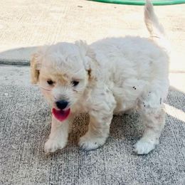 Maltipoo - Maltipoo