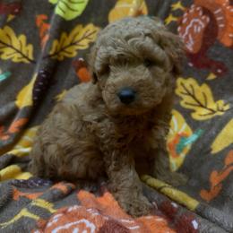 Rubble - Red  male Goldendoodle puppy in Mayville, Michigan from Guiding Light Doodles