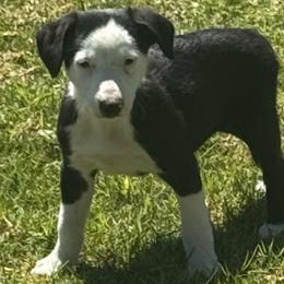 Boy 446 - Black and white male Border Collie puppy in Temecula, California from West Coast Border Collies