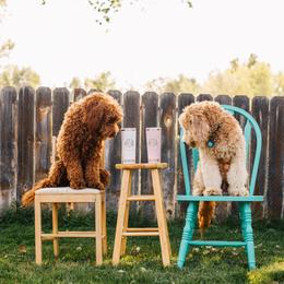 Goldendoodle Puppies from 307 Doodles