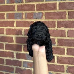Jack - Black male Cockapoo puppy in Mobile, Alabama from Ace of Spades Yorkies