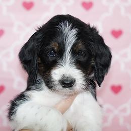 Labradoodle and Poodle Puppies from Caris Paws Poodles and Labradoodles