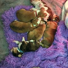 Drever and Mastiff Puppies from Cedarhollow