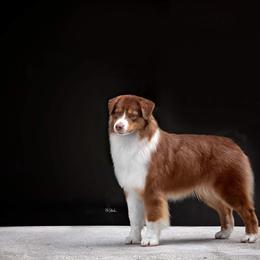Australian Shepherd All Grown Up from Glenlake Australian Shepherds