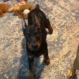 Doberman Pinschers and Dogues de Bordeaux from River Blu Bordeaux's