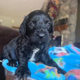 Zander - Black male Cavapoo puppy in Blackfoot, Idaho from Draper Mountain Doodles