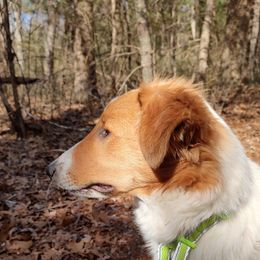 Old Time Scotch Collie Puppies from Hideaway Farm Scotch Collies