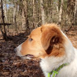 Old Time Scotch Collie Puppies from Hideaway Farm Scotch Collies
