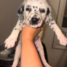 Brown collar male - White and black male Dalmatian puppy in Toledo, Ohio from Exquisite Dalmatians & Standard Poodles