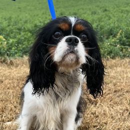 Noah - Cavalier King Charles Spaniel