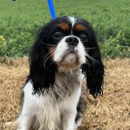 Noah - Cavalier King Charles Spaniel