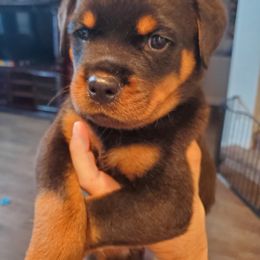 Rottweiler Puppies from HAUS OF RZA