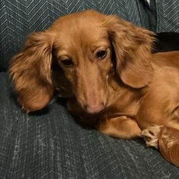 Caroline - Dachshund