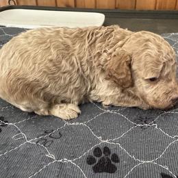 Gabe - Buff male Cockapoo puppy in Sheridan, Missouri from Shepherdsfold’s Cockapoos