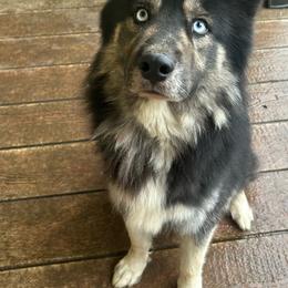 Zeus - Agouti and white male Siberian Husky puppy in Wheeling, West Virginia from Powells Huskies