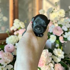 Russian Salon Dog and Yorkshire Terrier Puppies from Yorkies Kisses