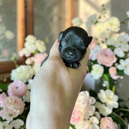 Russian Salon Dog and Yorkshire Terrier Puppies from Yorkies Kisses