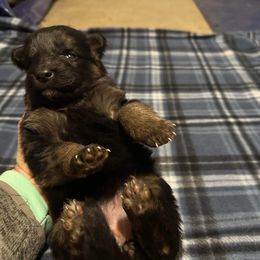 German Shepherd All Grown Up from Von Freimeier Kennels